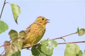 <p>STRNAD OBECDNÝ - sameček (Emberiza citrinella) - Rumburk</p>